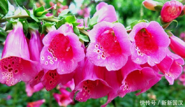 1种花,比绿萝好看,比长寿花更好养,半月就发芽,一开就是90天