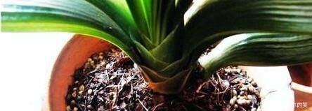 2种小“玩意”扔盆里,君子兰长爆了,5年不施肥,也能1年2次花!