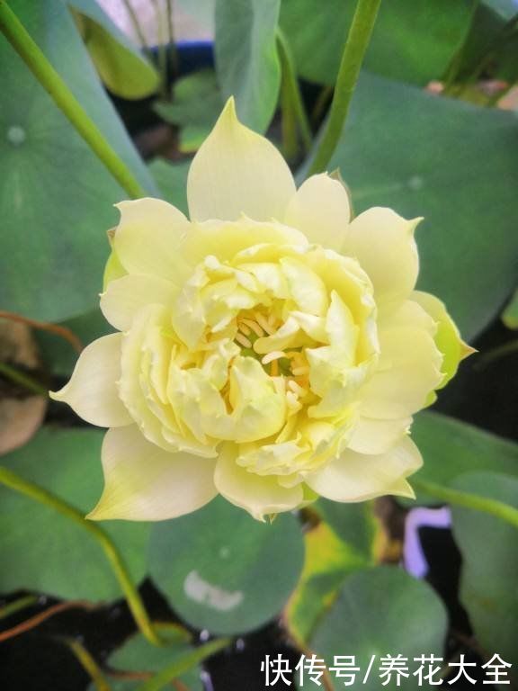 在家养盆护“迷你花”，花朵只有手心大，越养越喜欢