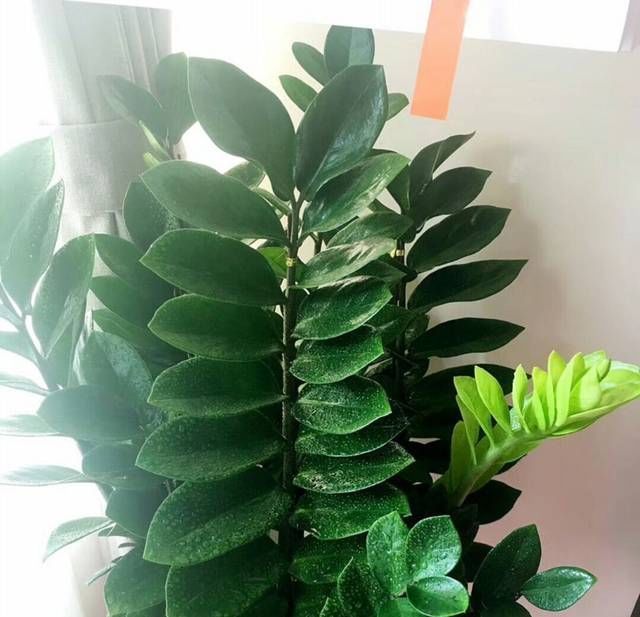 透水|金钱树的盆土干了以后浇透水一样的黄叶掉叶,金钱树该怎么浇水