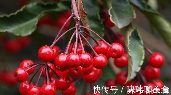 冬天养一盆朱砂根，红彤彤的果子挂满盆，寒冷的冬天带来不少年味