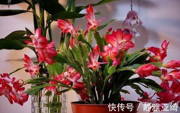 小白根|三角梅、蟹爪兰生根慢,只需套上“塑料袋”,15天能长出小白根