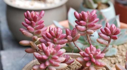 施肥|养多肉虹之玉,注意此4点,叶子红绿相间,像圣诞树和老人