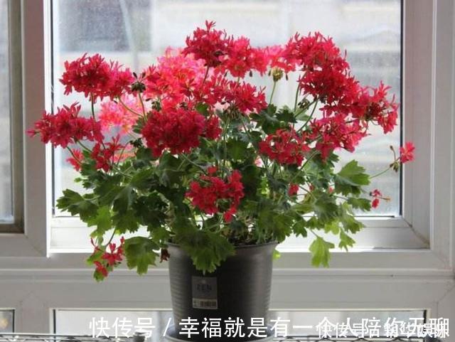 冠幅|养花的秘密小盆养好花,大盆养死花,知道为什么吗