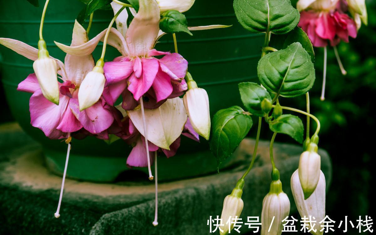 它盛开中的花朵像一个个灯笼，挂满枝头真喜庆，好看又好养