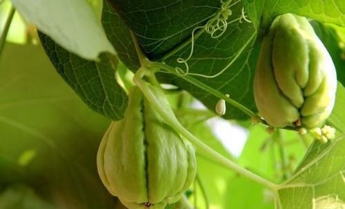食物|养生不可少的食物,坚持常吃 ,滋补身体,排毒抗衰,更显年轻