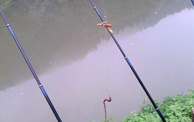 钓友们|野钓不上鱼那是因为用饵不对,我从三个方面,分享几种钓饵