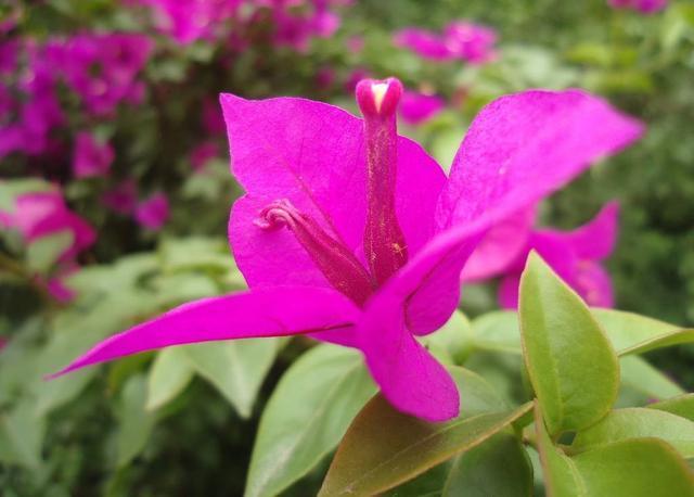 栀子花茉莉花最爱“酸水”,半个月来一次,疯狂开花也没黄叶