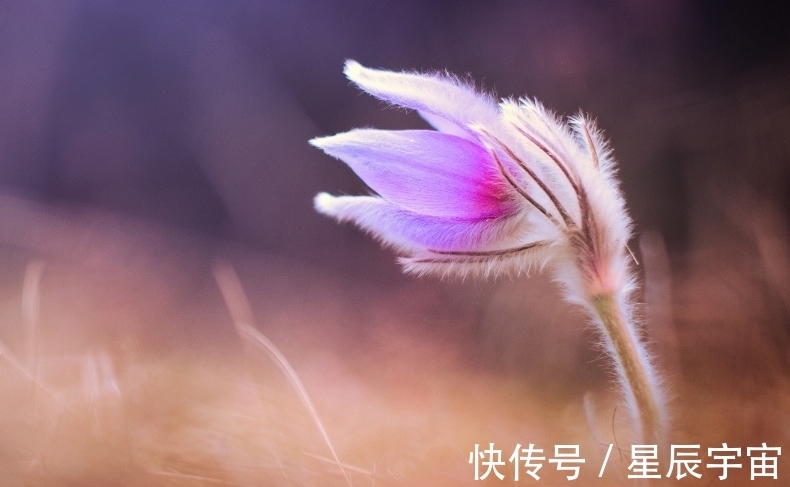 生肖狗|7月底，跌跌撞撞心不甘，3生肖历经风雨，爱情重见天日，白头偕老