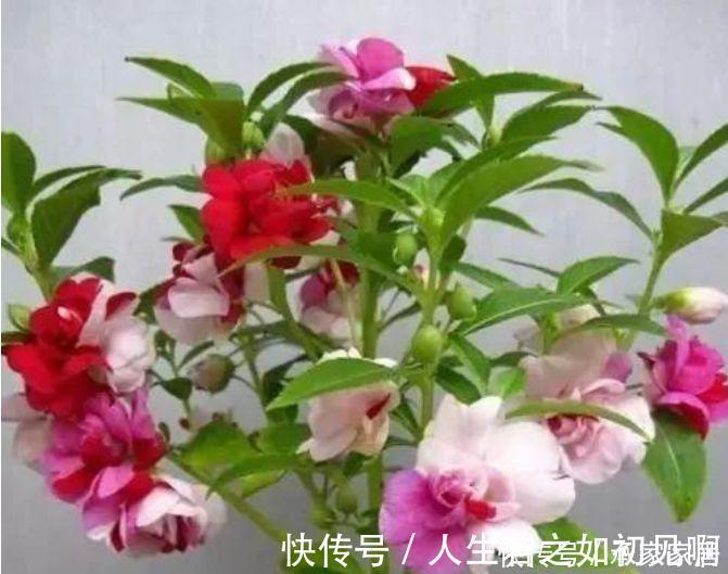 百合竹百合竹|3种花养家里，旺运又招财，听名字就喜庆，大家都抢着买！