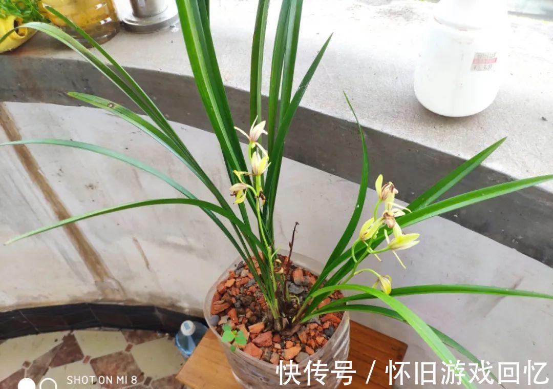 这花不能换盆,现在一动土,小命不保!