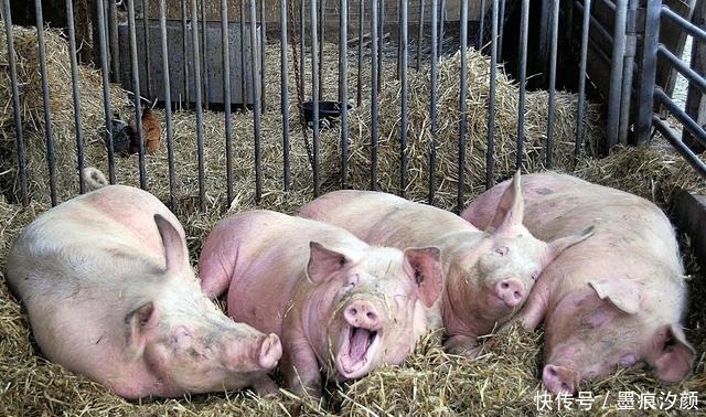 无穷|老人常说“猪往前拱,鸡往后刨”,具有指代啥如果领略获益无穷