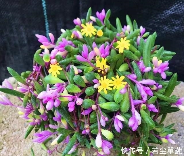 地方|10款能吊起来养的多肉,一个比一个美,还不占地方