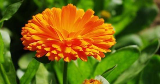 种子发芽温度|养花却不知道什么时候播种,看了此个就知道了