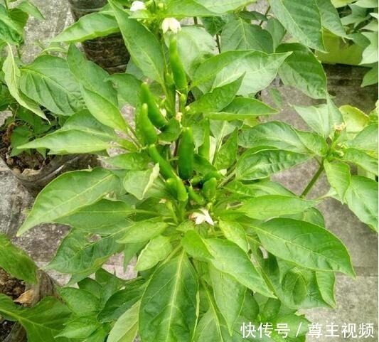 空油桶直接扔太可惜，用来种辣椒，1棵辣椒结10斤，简单又好用！