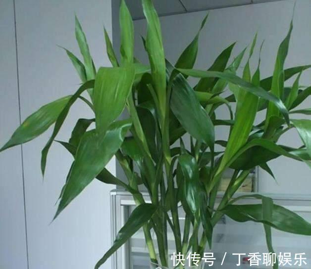 植物|富贵竹和发财树,是寓意植物,摆放位置有大讲究,别摆错了!