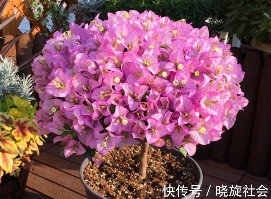 三角梅有“4怕”，难怪枝繁叶茂不开花，学会了花朵多得压弯枝头