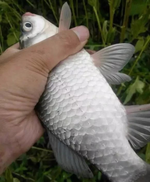 在冬季为啥总钓不到鱼?这3个原因我不说,你还蒙在鼓里