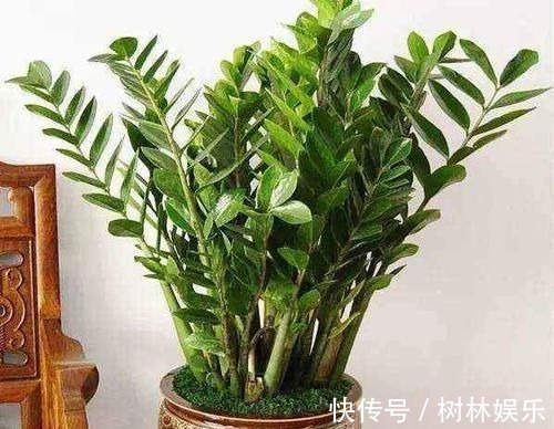 腐烂|茉莉花叶片焦枯,有2种“病因”,避开养护,生长不断,开花爆盆