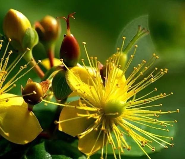  蔡松|轻如红豆排冰雪，一拂新鹅色更奇