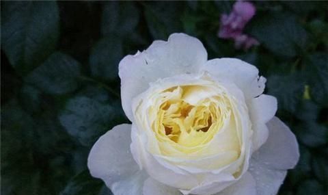 月季|养月季,用土方法,窜出新芽,枝繁叶茂开花多