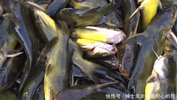 野钓黄颡鱼的几种打窝方法,诱鱼成群,才能轻松连竿上鱼