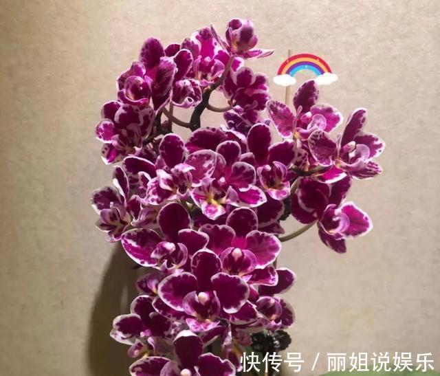 杜鹃花|养花别“跟风”，这3种花好看难养活，建议新手绕道