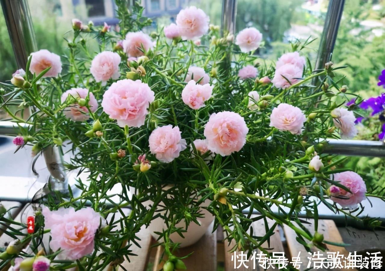 夏天|5种花,夏天要“狠修剪”,剪的越多,花枝越多,好度夏