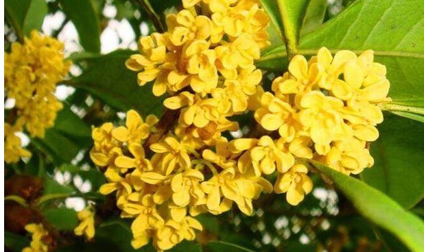 此花号称“中国第一香”花香怡人花期长,乃阳台盆栽之佳品