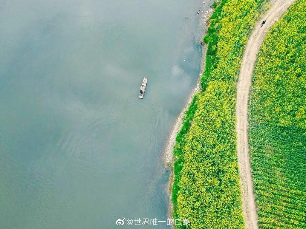 成都油菜花“千岛湖”，在这里……