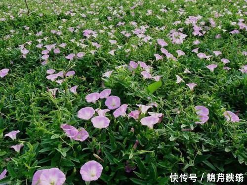 农民|玉米田里的“恶草”，农民见到就烦，但嫩叶却是上佳野菜，别错过