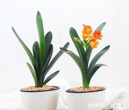 冬养君子兰,补充养分才能开花美,怎样补充养分?