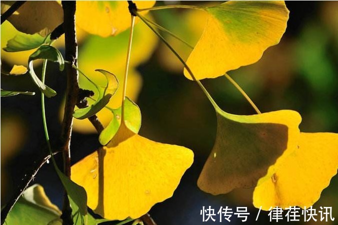 抱子甘蓝|想长寿先养生,推荐吃3种食物,排毒护肝,保护血管,美味又健康