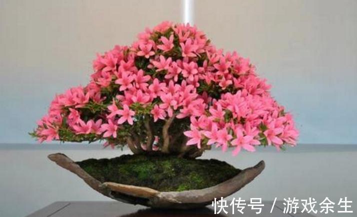 杜鹃花盆景用什么土养好,杜鹃花盆景怎么施肥