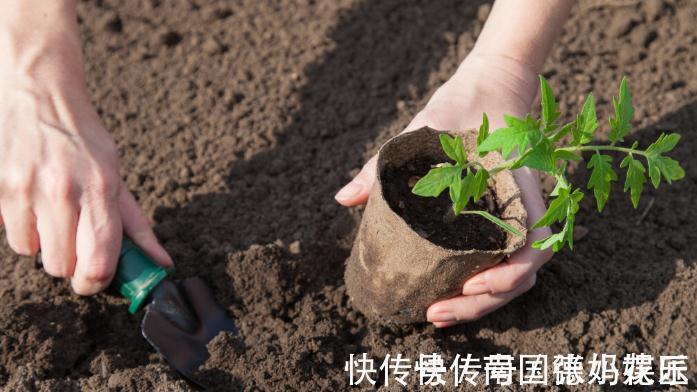 旧土|养花换下来的旧土别扔，加4种东西，比新土还好用