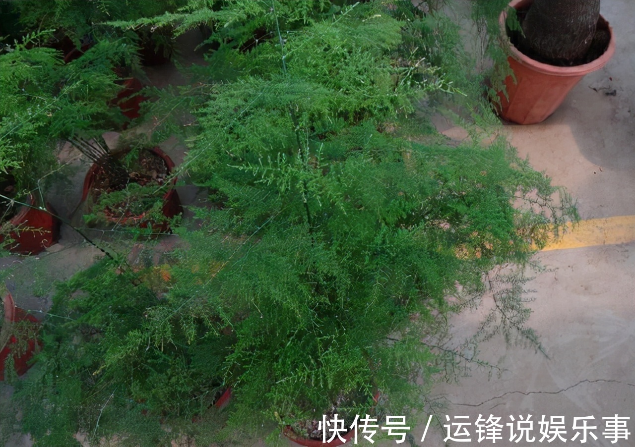 养护|6种花超耐阴,但凡有一丁点散射光,迅速爆满一屋子,美死了