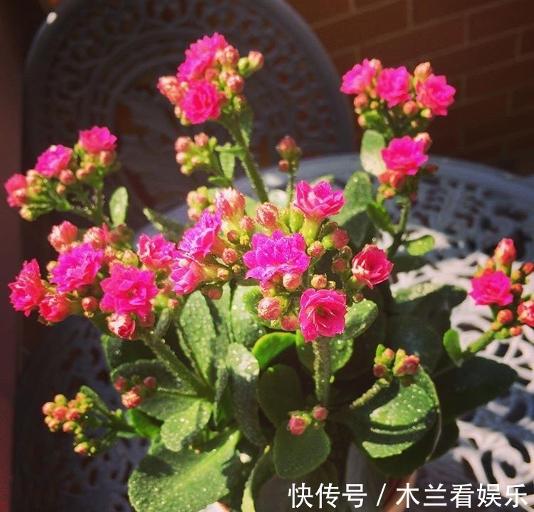 花期|长寿花“开败了”，花期没结束，剪几刀、加点“肥”，30天又开