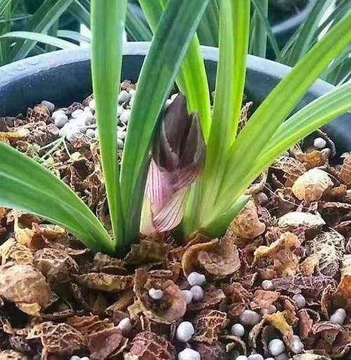 自制养花营养土，用上4种“小东西”，盆土松软透气，养啥花都旺