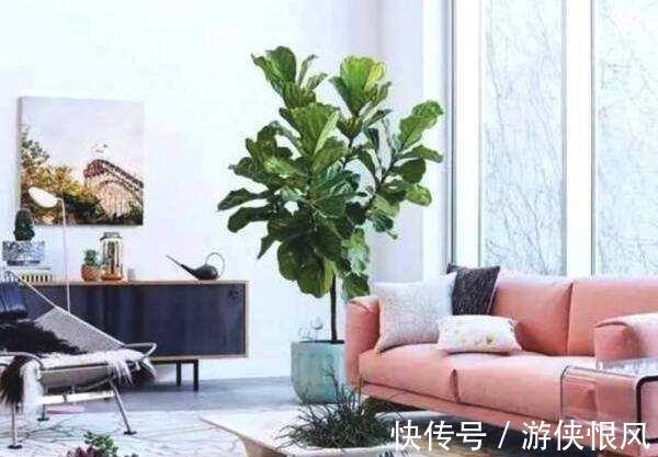 8种“招财树”,养在客厅里,高大笔挺,威武又气派,招财又旺宅