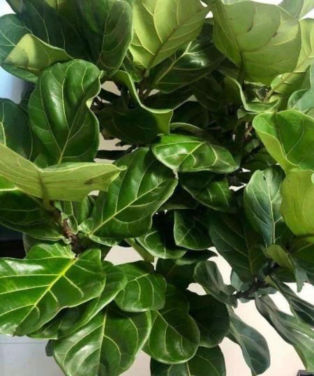 现在买年宵花有讲究,5种花再喜欢也别买,都是商家的智商税