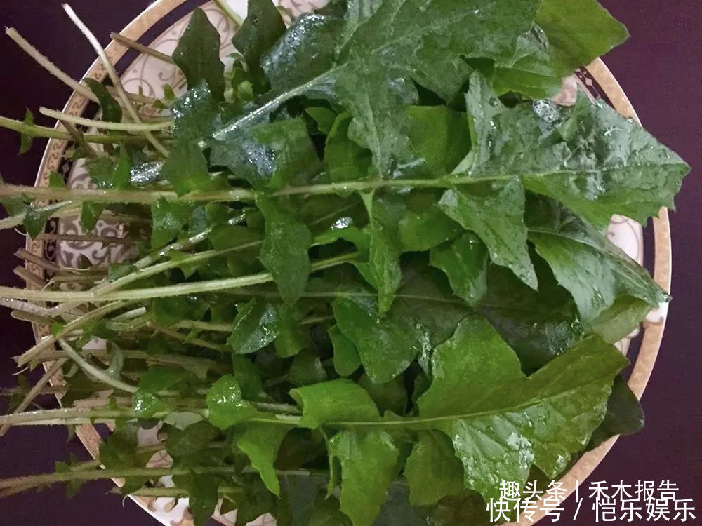 野生植物|曾是穷苦人的救命菜，如今成民间极品野菜，做腌菜是一绝，别错过