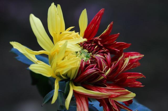 养花就养盆耐热花，好养易活爆盆简单，四季开花不断，漂亮极了