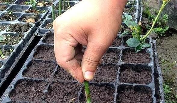 溶液|有5种万能“扦插水”,制作方便,不管什么插穗,只要一泡就生根