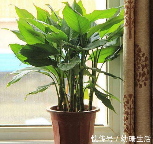 光照|此4种“花卉”耐阴好养,吉祥又漂亮,家里养1盆,四季都能赏