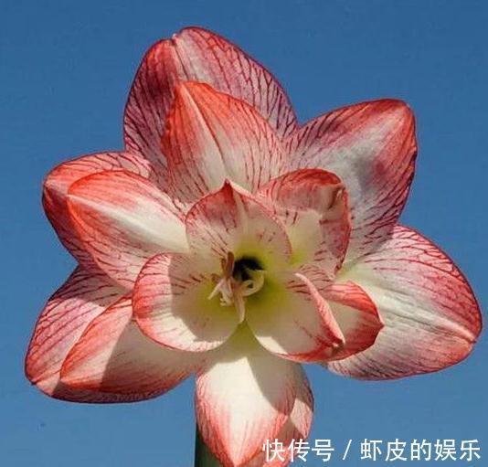 绝美的朱顶红,每一个品种都给跪了,太美,太艳了