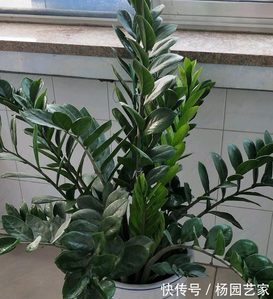 养好金钱树得下狠招，一把剪刀一点酒，枝叶挺直绿油油