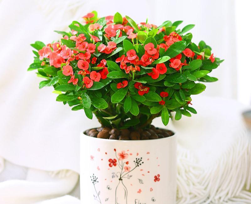 9种漂亮花，现在扦插“正当时”，喜欢别错过