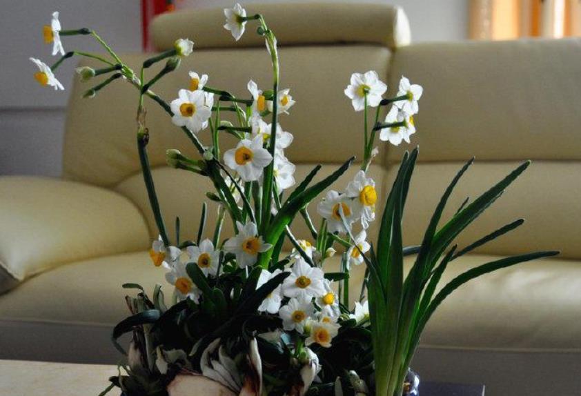 水仙想要防徒长,方法有3个,简单有效,非常实用