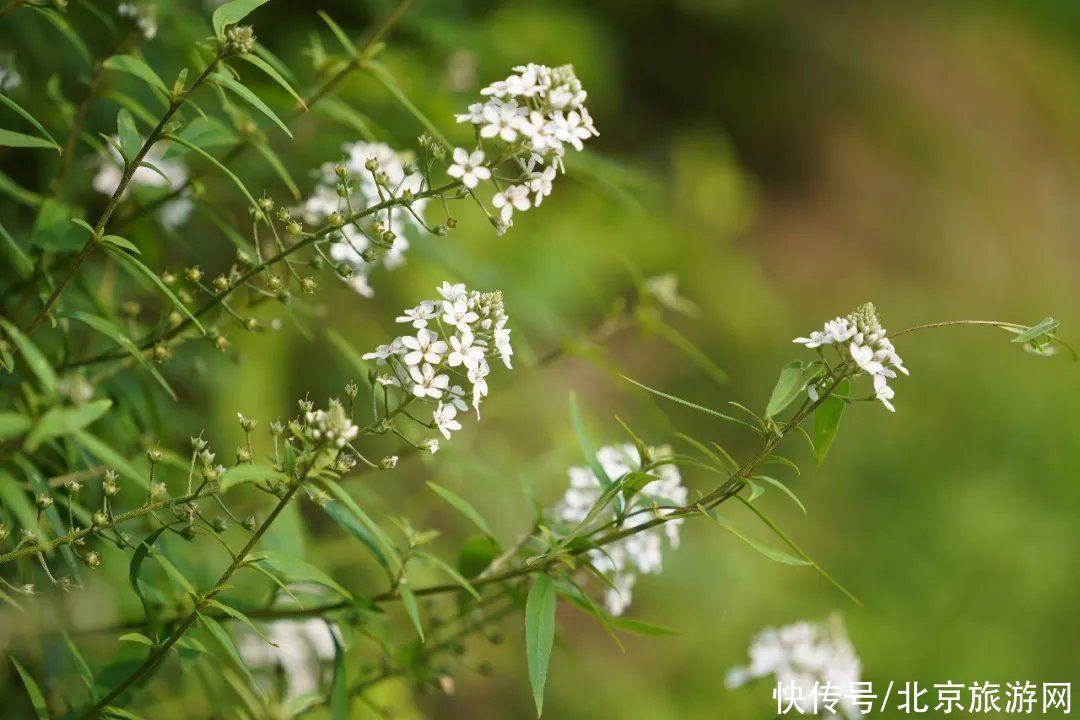 预约|翠隐鸣蝉，牵牛绕篱，来百望山采撷浅秋山光吧~