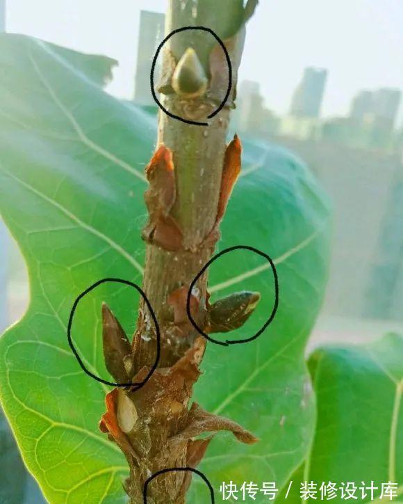 花友|7种花,现在要砍头,冲天炮变成爆炸头